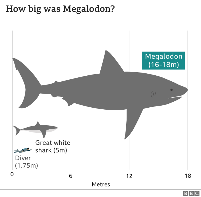 Graphique montrant que le mégalodon mesurait au maximum 16 à 18 mètres de long, tandis que les grands requins blancs mesurent 5 mètres et les humains environ 1,75 mètre