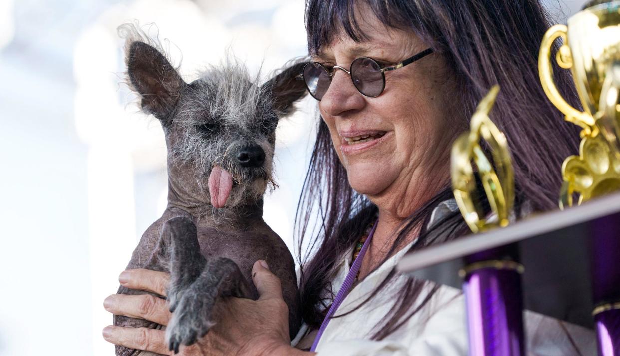Scooter, a Chinese Crested (Philip Pacheco / AFP - Getty Images)