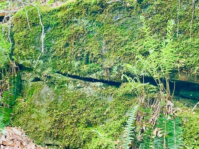 Moss and wood ferns are a prominent feature at the Canyon Forest Nature Preserve.