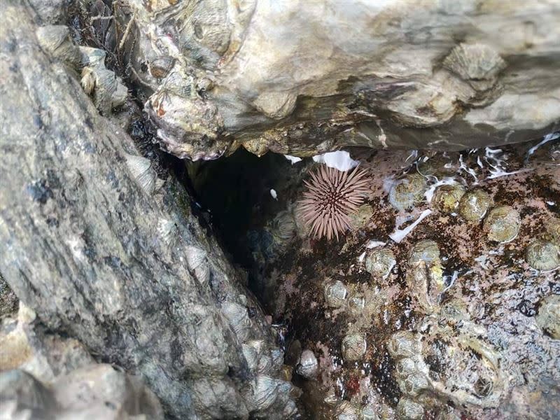 和平生態工業港陸域及水下生態豐富，在岸邊潮間帶隨處可見梅長氏海膽以及扇貝等。（圖／台泥提供）