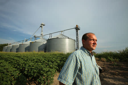 John Weiss fears losing up to 50% of his soybean crops, which he had reported to the state board for showing signs of damage due to the drifting of Monsanto's pesticide Dicamba, at his farm in Dell, Arkansas, U.S. July 25, 2017. (Cotton is pictured behind him) REUTERS/Karen Pulfer Focht