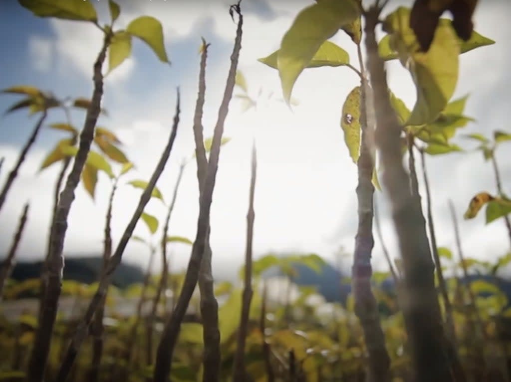 The International Olympic Committee is planning on planting hundreds of thousands of trees in Mali and Senegal (International Olympic Committee)