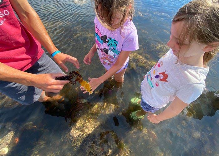 Family Tide Pooling sessions will be held throughout the day during Seacoast Science Center’s World Ocean Day Celebration on Sunday, June 5. Pre-registration for these and other special sessions is required as space is limited.