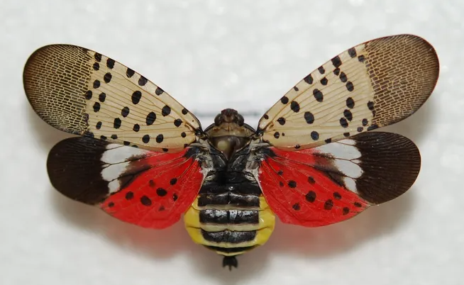 Adult spotted lanternfly.