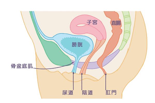 子宮脫垂骨盆底肌變弱 3招凱格爾運動強化