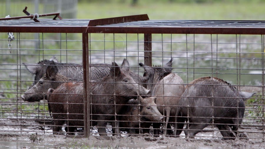 A group of feral hogs stand in a muddy cage.