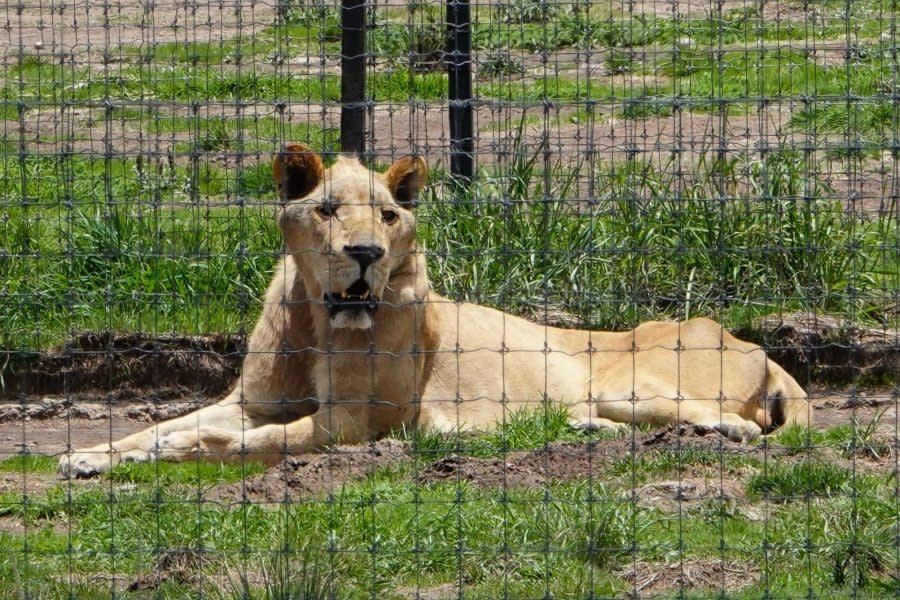 Santuario de animales