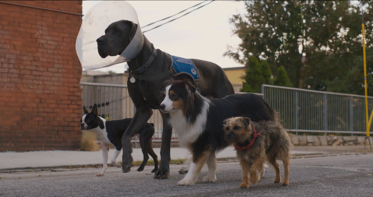 Dog day afternoon: Reggie (voiced by Will Ferrell) and friends in Strays ( )