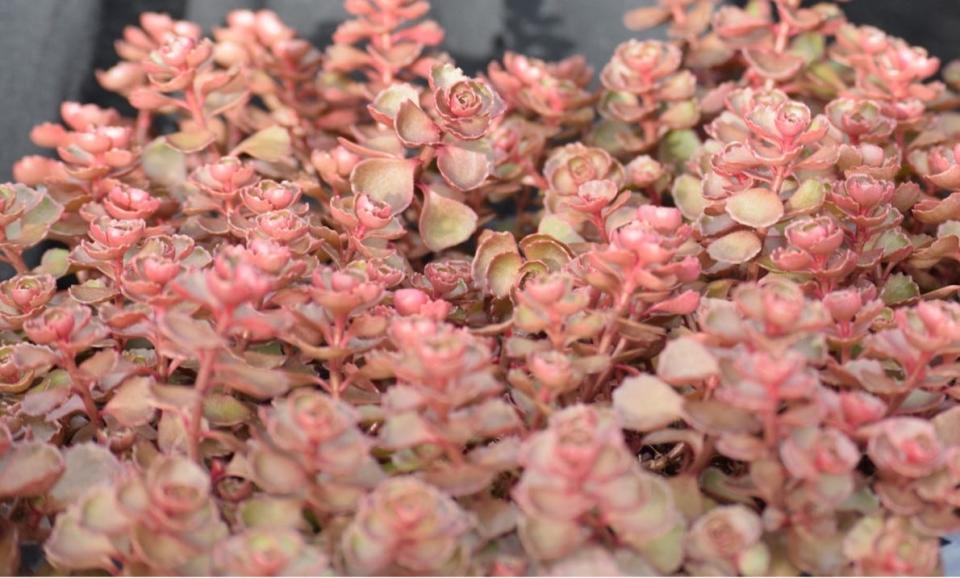 Dragon's Blood Sedum is good for hot, dry, sunny locations.