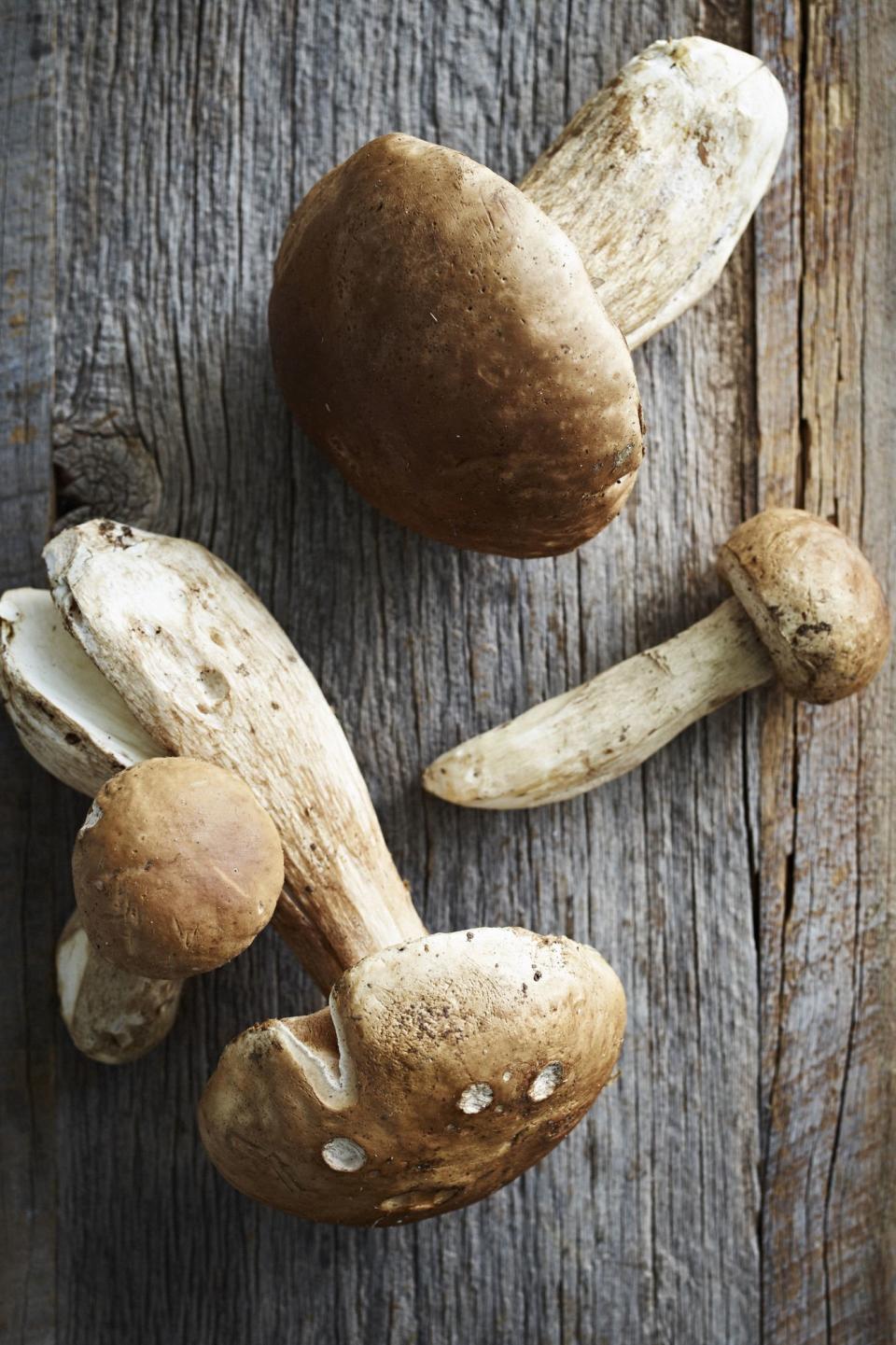 Porcini