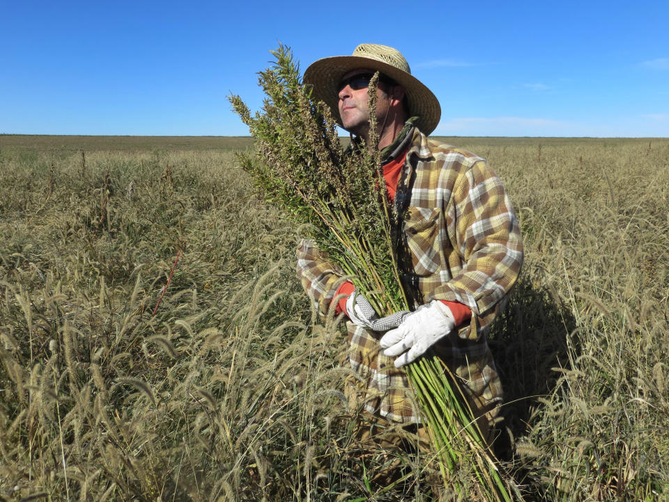 In this Oct. 5, 2013 file photo, hemp chef Derek Cross helps harvest hemp during the first known harvest of the plant in more than 60 years, in Springfield, Colo. The federal farm bill agreement reached Monday Jan. 27, 2014 reverses decades of prohibition for hemp cultivation. Instead of requiring approval from federal drug authorities to cultivate the plant, the 10 states that have authorized hemp would be allowed to grow it in pilot projects or at colleges and universities for research. (AP Photo/Kristen Wyatt, File)