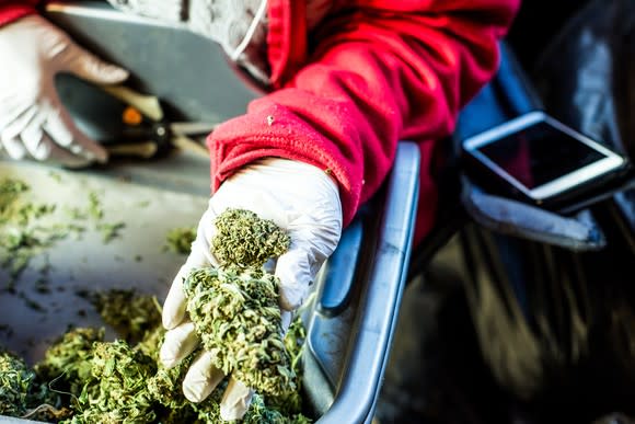 A marijuana processor holding a freshly trimmed bud in their left hand.