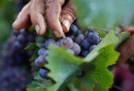 Workers collect grapes in a Taittinger vineyard during the traditional Champagne wine harvest in Pierry