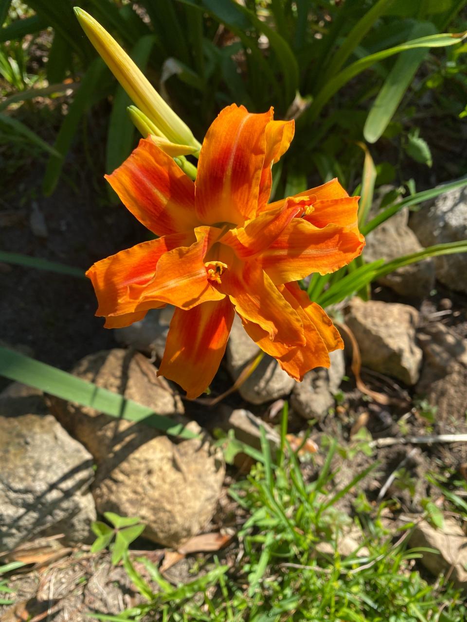 Double orange daylily among varieties available at the Goodwood Museum Plant Sale on Saturday, April 13, 2024.