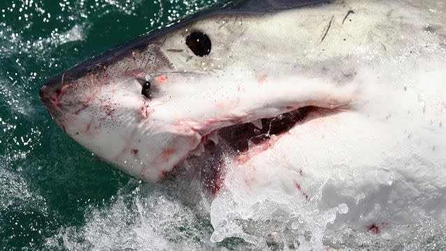 Seconds could be the difference between life and death in the event of a shark attack.