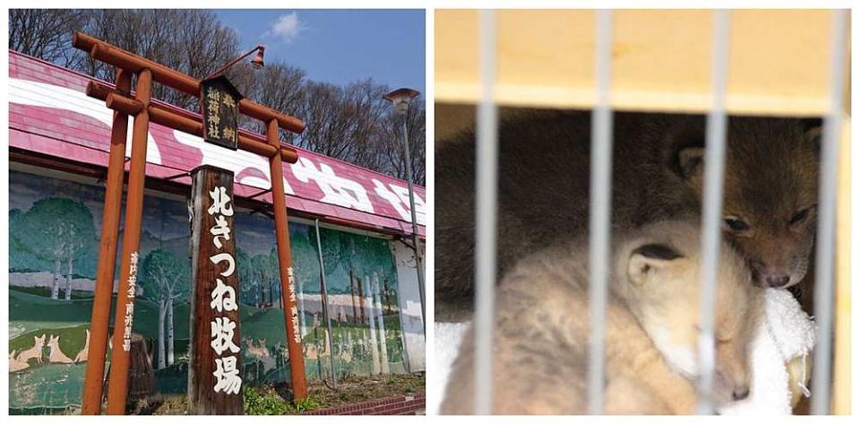 Luna was handed over to the Kita Kitsune Bokujo fox sanctuary (left) and is now with other foxes her own age. — Pictures from Twitter/@marcy_com