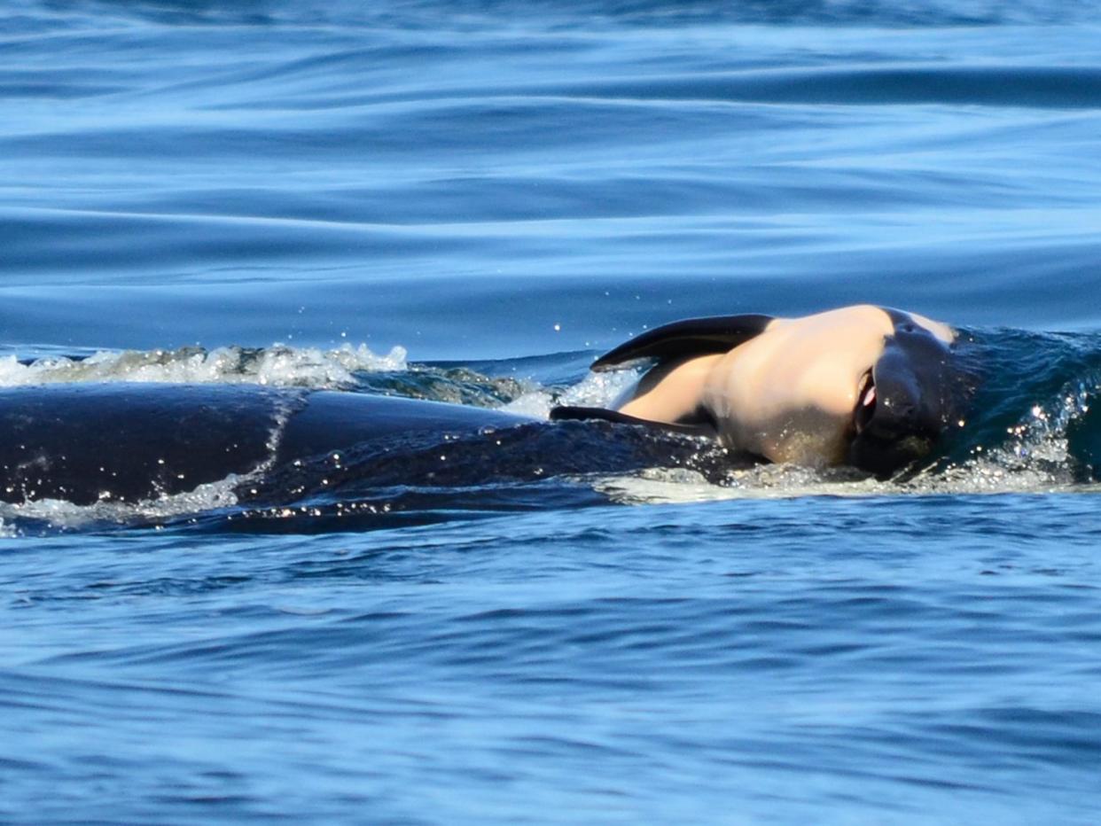 The mother whale has carried the body of her child for roughly 1,000 miles: AP