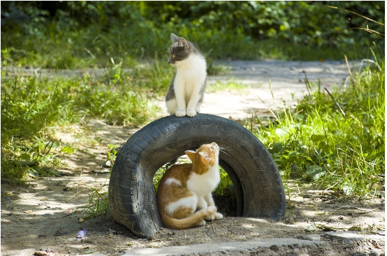 Cats Climbing on a Tire