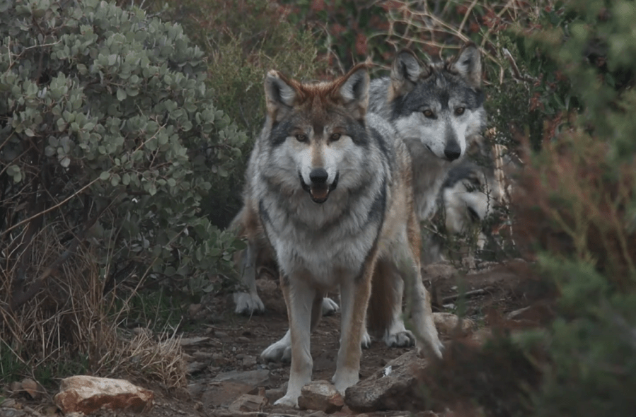 California Wolf Center Announces Transfer of Three Endangered Mexican Gray Wolves to Brookfield Zoo in Chicago (Photo courtesy: California Wolf Center)