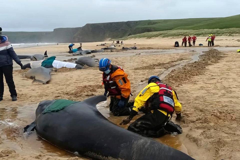 Channels of water were dug by the coast guard and sandbanks built to keep the whales upright (Mairi Robertson-Carrey/BDMLR via AP)