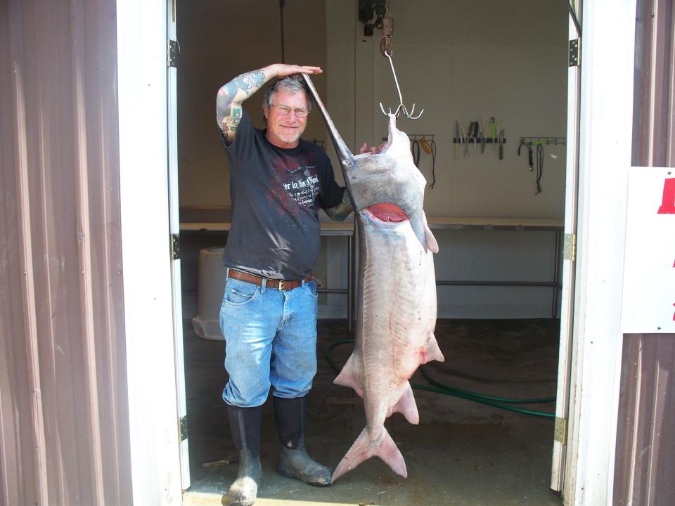 A photo on Midwest Caviar LLC's website shows David M. Cox standing next to an American paddlefish. 