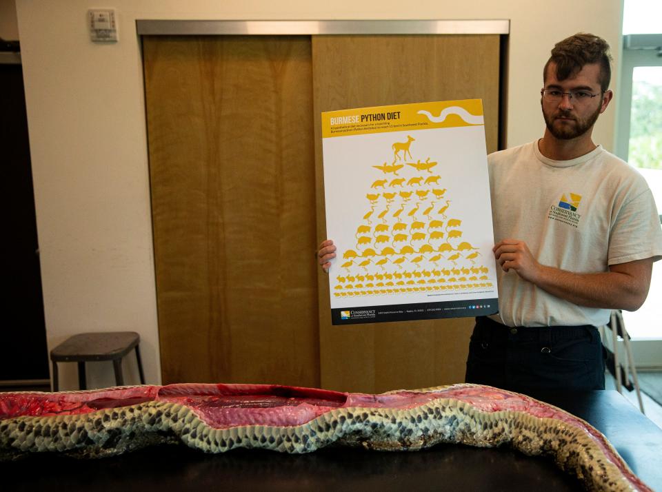 Conservancy of Southwest Florida intern Trevor Berstrom displays a graphic representing how much prey a Burmese python will eat to reach 15 feet in length. 