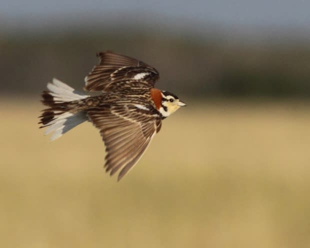 Christian Artuso/Bird Studies Canada