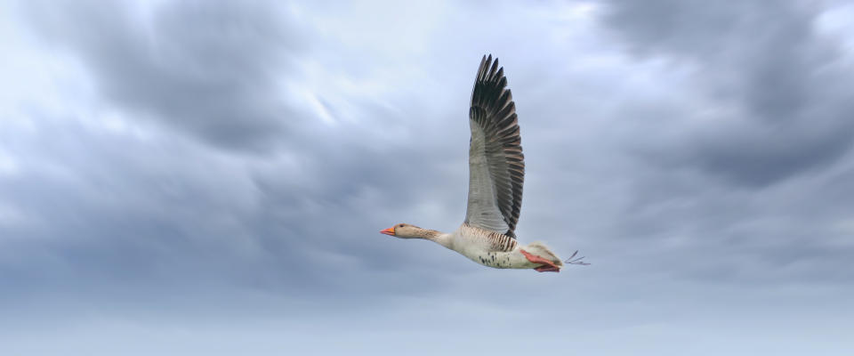 Panorama of a detailed raw goose, Anser anser, in flight against blue sky. Webbanner, cover of social media.