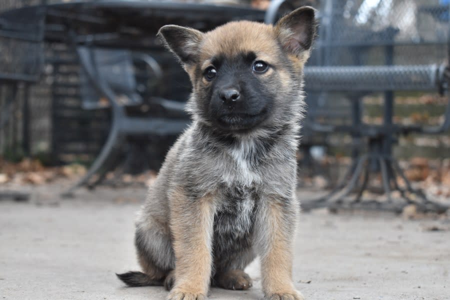 A puppy named Finch poses for a photo on Feb. 1, 2024 ahead of the GTU Pup Bowl. Finch will be available for adoption from Nuzzles and Co. after the GTU Pup Bowl airs. (KTVX/Scott Lewis)