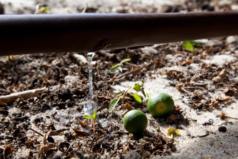 Drip irrigation system for citrus plants.