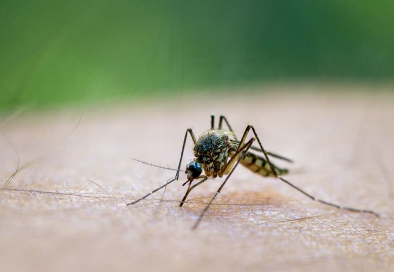 Dengue Fever, for sure, is not something you want to catch. Perhaps worse again is Yellow Fever, which leaves an estimated 12% of sufferers with jaundice. Small percentages of those infected by either can develop severe hemorrhagic variants that can prove fatal. Patrick Pleul/dpa