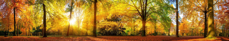 <a href="https://www.shutterstock.com/es/image-photo/extra-wide-panorama-gorgeous-forest-autumn-476416021" rel="nofollow noopener" target="_blank" data-ylk="slk:Shutterstock / Smileus;elm:context_link;itc:0;sec:content-canvas" class="link ">Shutterstock / Smileus</a>