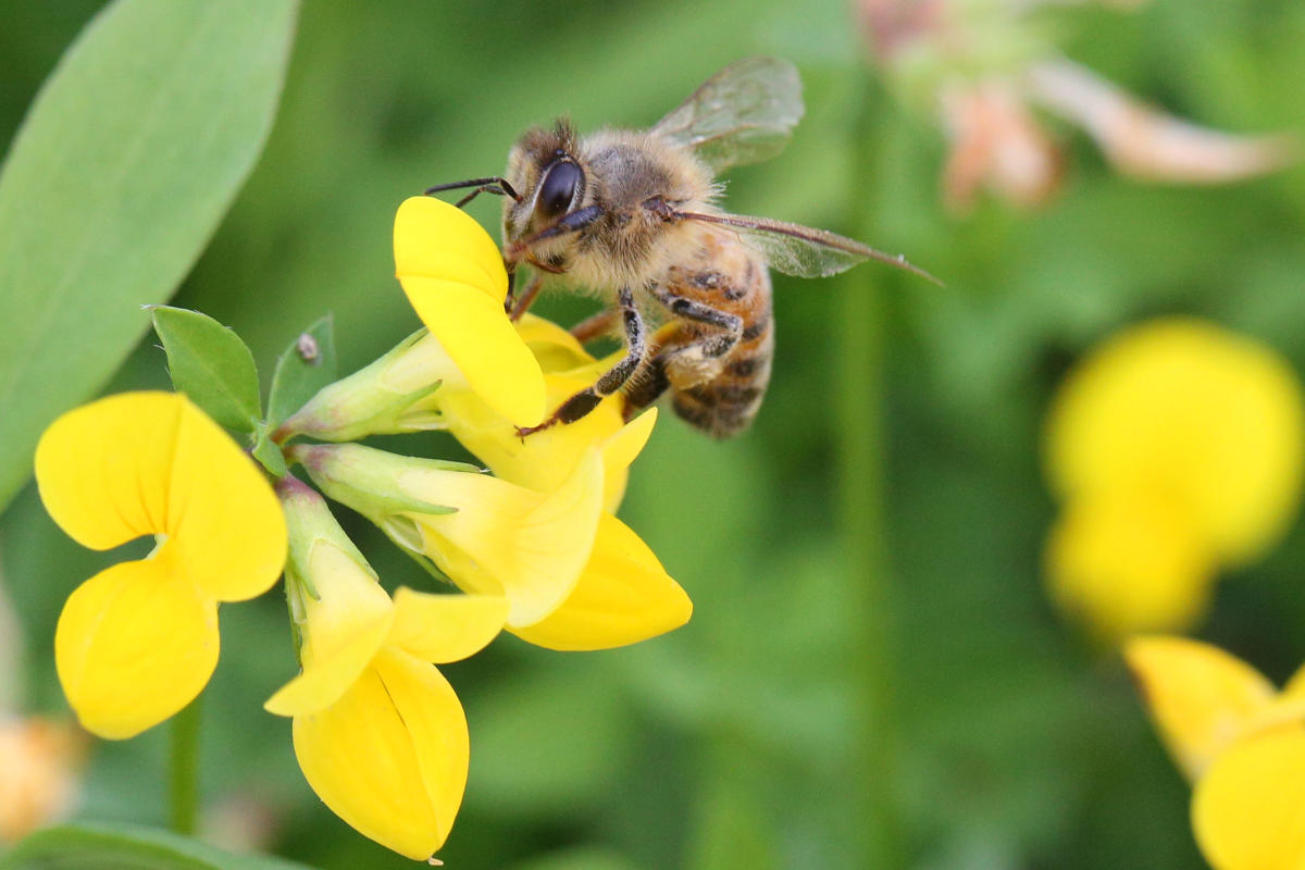 First Vaccine for Honey Bees Approved by USDA - Modern Farmer