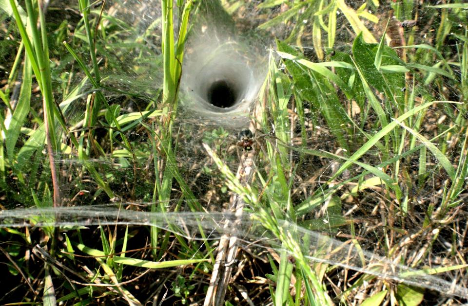 a spider web with a big black hole in the center