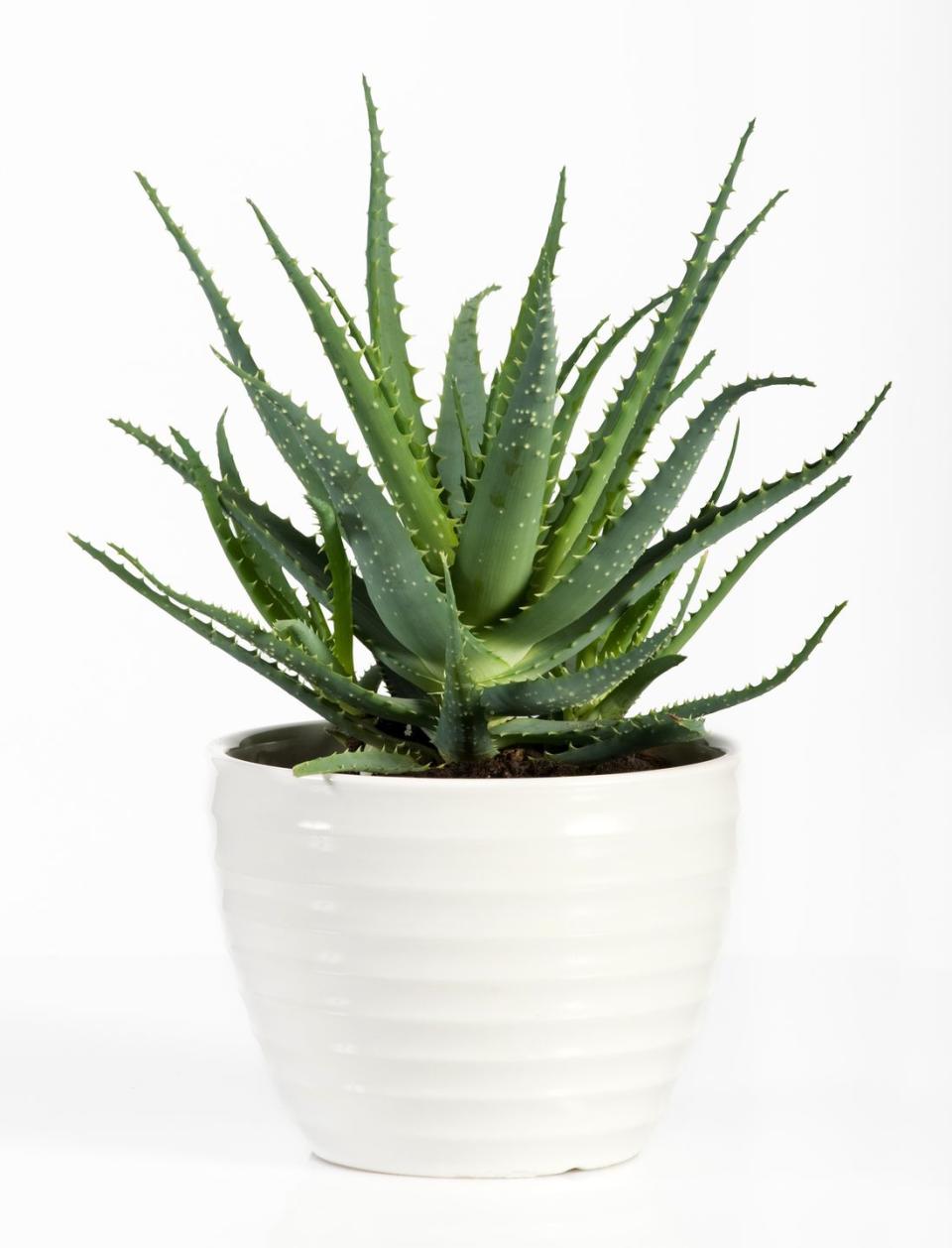 18) Aloe Vera Plant