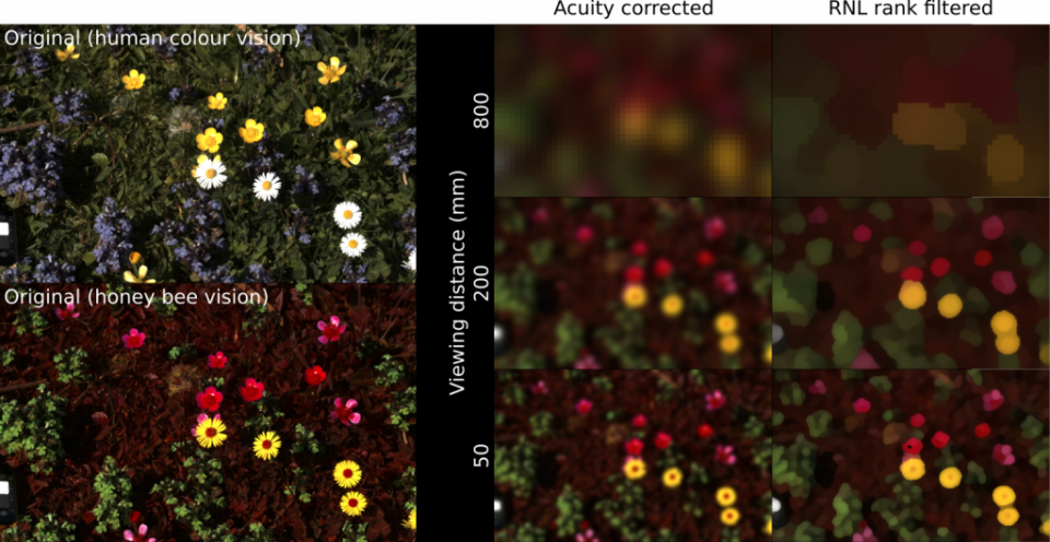<em>蜜蜂從不同距離看著同一叢花的的顏色和空間模擬，距離到一公尺蜜蜂就幾乎看不到花朵</em>