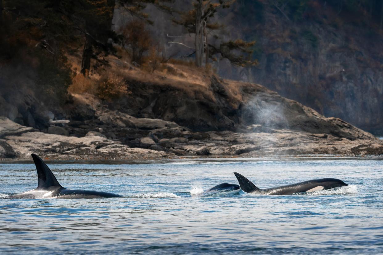 Surfacing group of transient orcas in the Salish Sea near the San Juan Archipelago with rocky coast in background