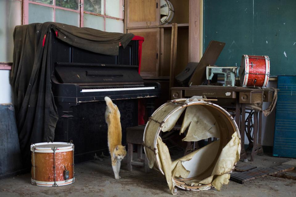 A cat jumps off a piano in the music room of a derelict school on Aoshima Island in the Ehime prefecture in southern Japan . (REUTERS/Thomas Peter)