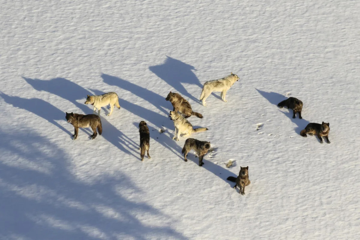 Montana curbs wolf hunt after 23 from Yellowstone killed