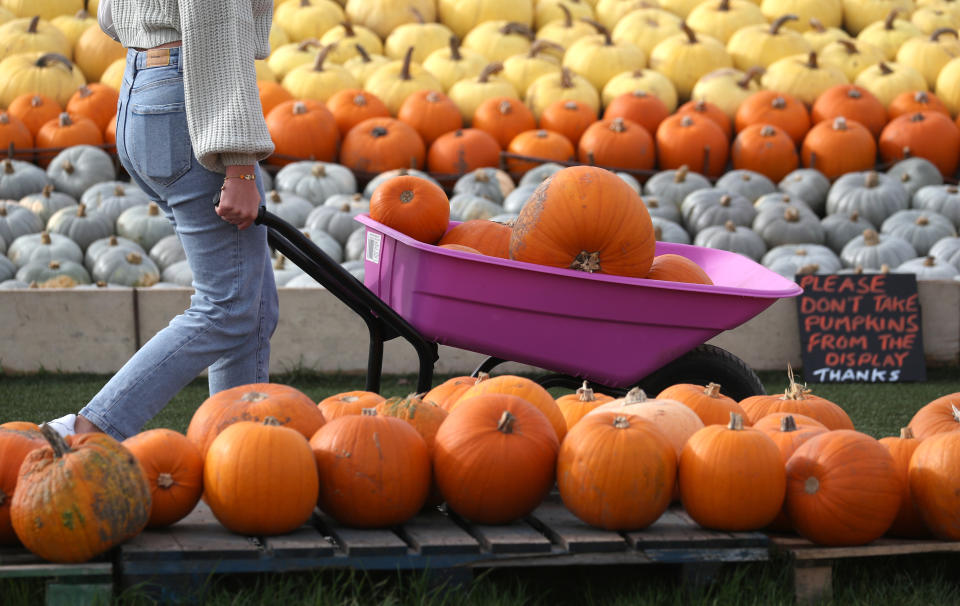 A person pushes a wheelbarrow full of pumpkins, after taking part in pumpkin picking at Sunnyfields Farm in Totton, Hampshire, ahead of Halloween. (Photo by Andrew Matthews/PA Images via Getty Images)