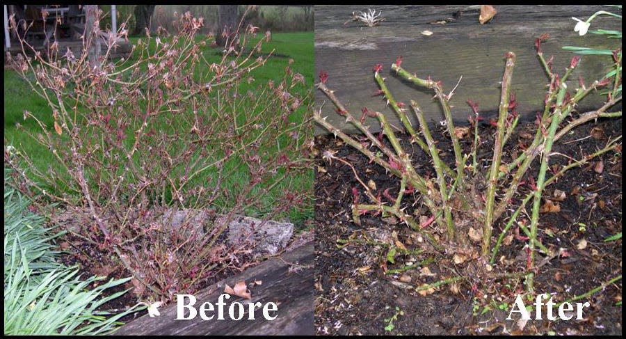 Shrub roses need a good “Tough Love” haircut at this time of year.