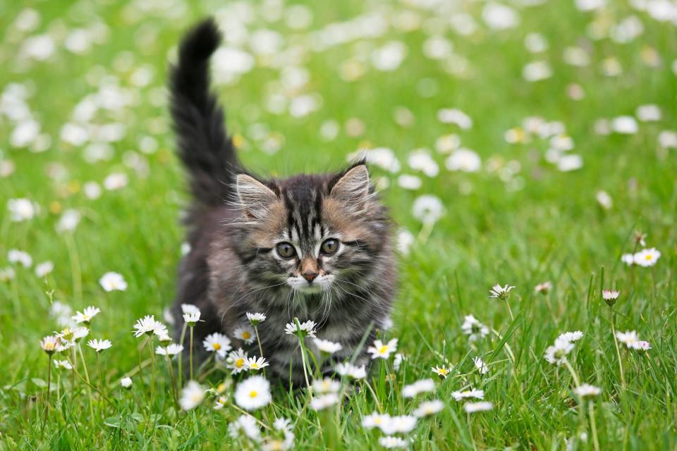 Kitten walking through field of daisies