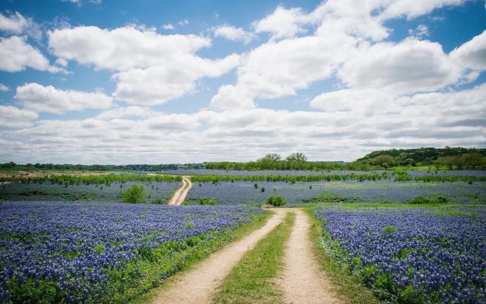 highway through the flower feilds on the Bluebonnet Trail, TX