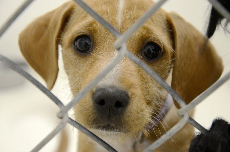 The Little Traverse Bay Humane Society will participate in the BISSELL Pet Foundation’s Empty the Shelters Holiday Hope event from Dec. 1-10, 2022.