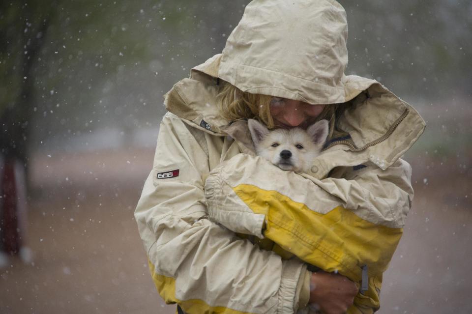 Cassandra Cantu shields her 7-week-old puppy Kamala from the snow as she walks with friends in the Bear Creek Dog Park in Colorado Springs, Colo., Sunday, May 11, 2014. A spring storm that has brought over a foot of snow to parts of Colorado, Wyoming and Nebraska and thunderstorms and tornadoes to the Midwest was slowing down travelers and left some without power Monday morning. (AP Photo/The Gazette, Mark Reis)