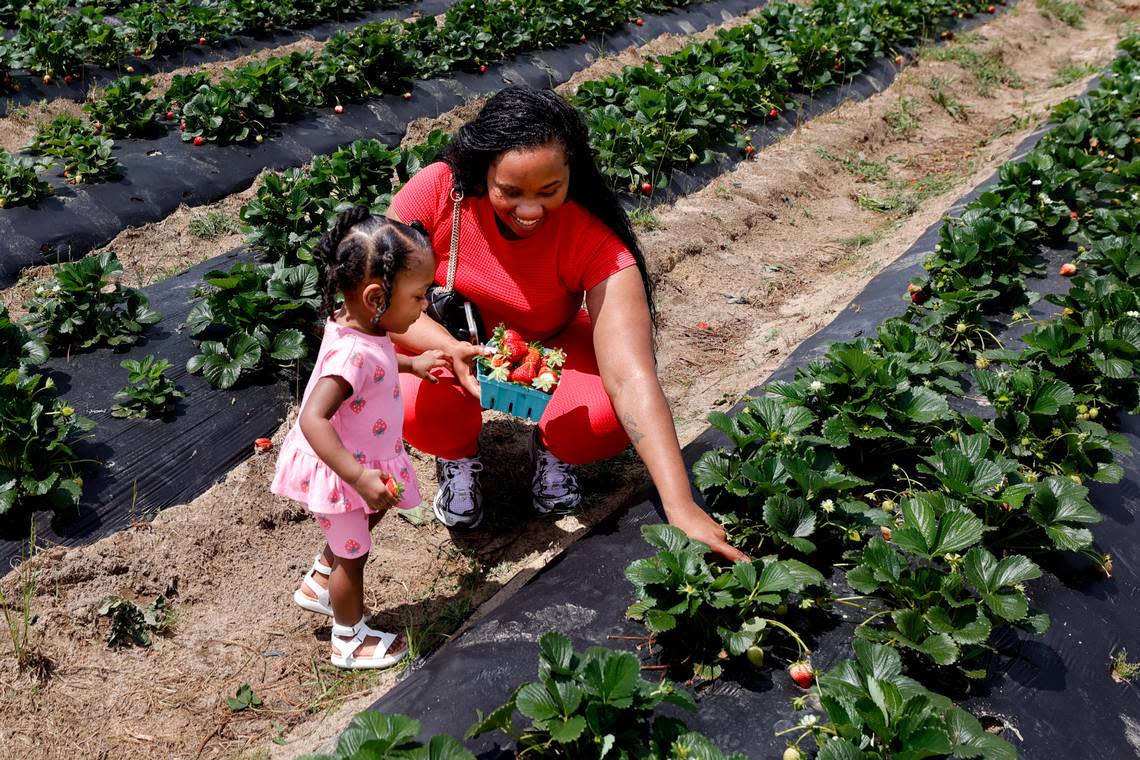 Alexis Lackland and her one-year-old daughter Alaya Lackland enjoy the strawberry fields at Cottle Strawberry Farm on Wednesday, May 1, 2024.