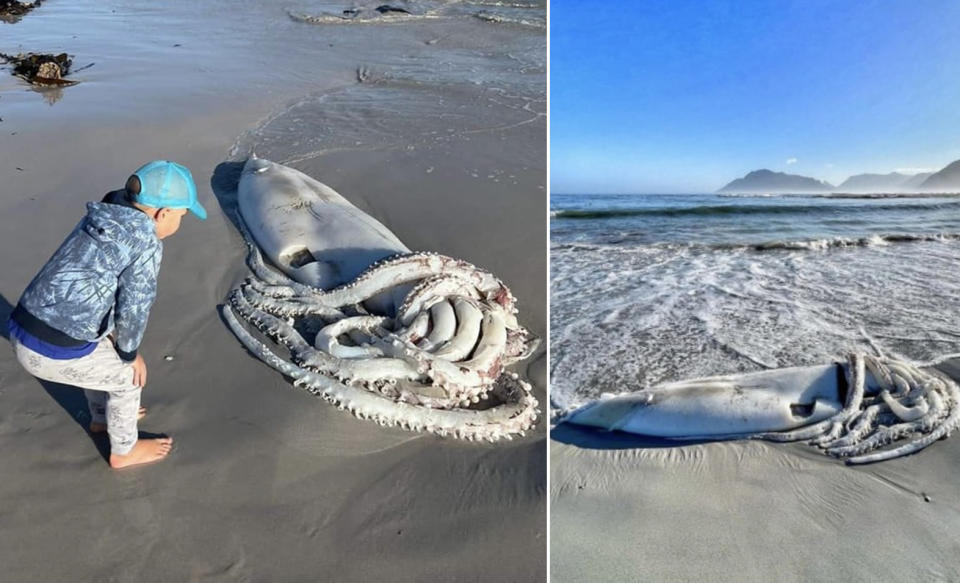 A young boy bends down to look at the giant squid (left) and the giant squid on a beach outside cape Town (right).