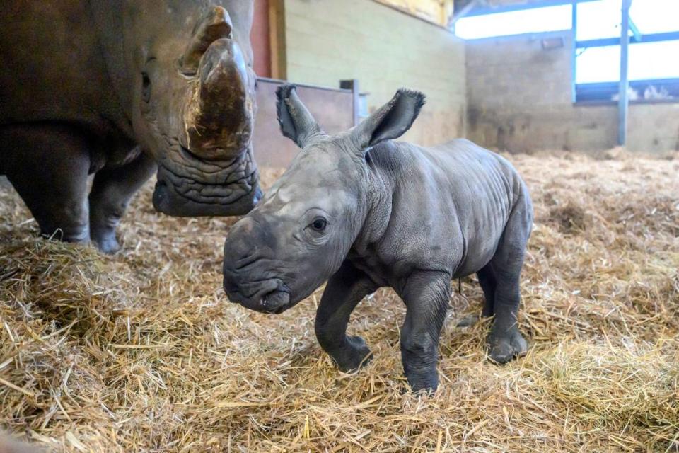 A white rhino calf born in the U.K. weighed nearly 100 pounds, the zoo said.