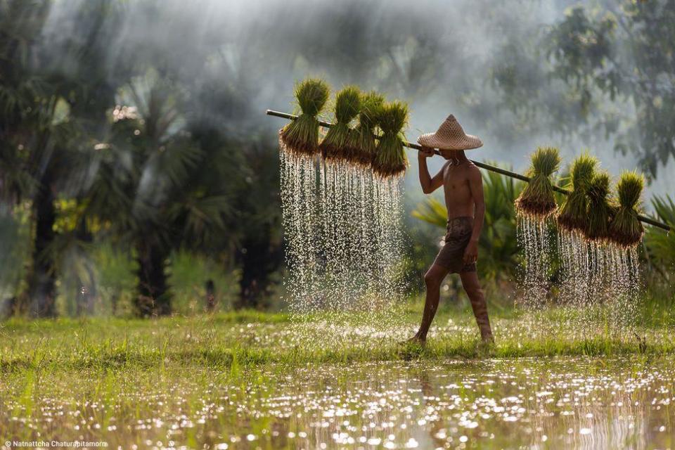 A young farmer carries a rack of rice sprouts across a paddy field in Sakon Nakhon province, Thailand