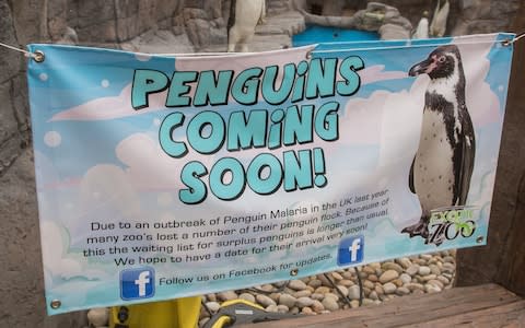 Telford Exotic Zoo has been forced to fill its new penguin exhibit with models - Credit: Adam Hughes/SWNS.com